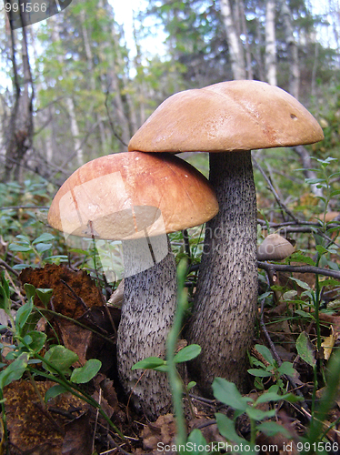 Image of orange-cap mushrooms