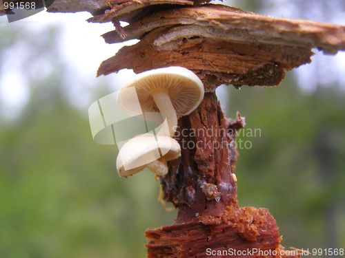 Image of toadstool