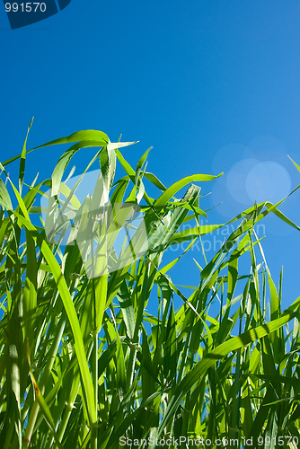 Image of oat