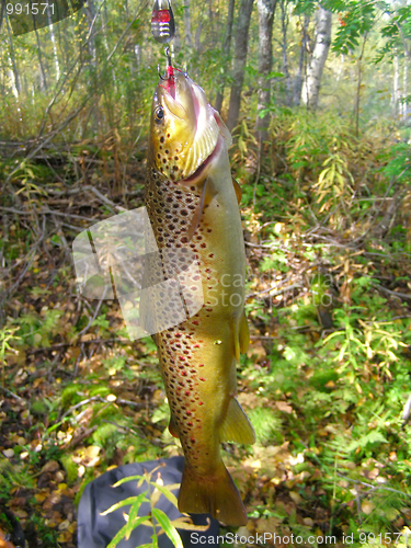 Image of bulltrout