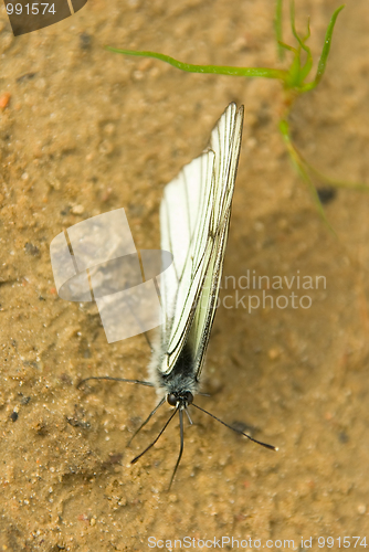 Image of Aporia crataegi 