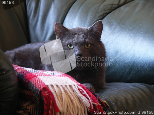 Image of Russian Blue cat on armchair