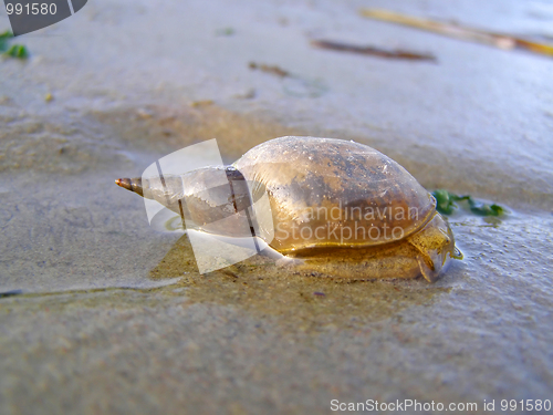 Image of pond snails