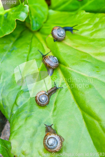 Image of Caravan of snails