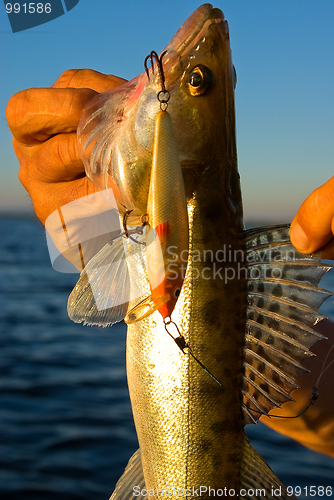 Image of Trophy on fishing – a zander