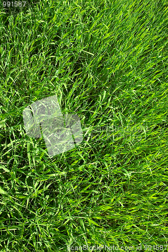 Image of oat