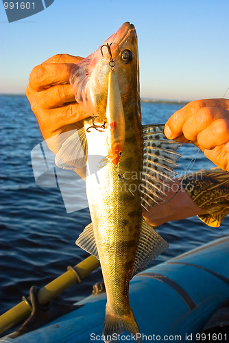 Image of Trophy on fishing – a zander