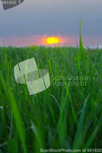 Image of sunset & macro