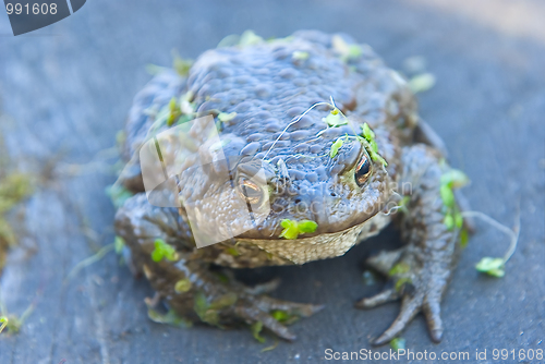 Image of toad 