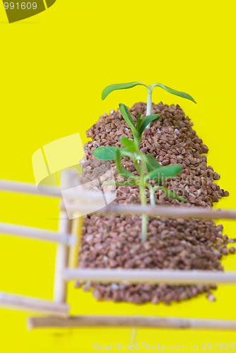 Image of vegetable patches behind a fence