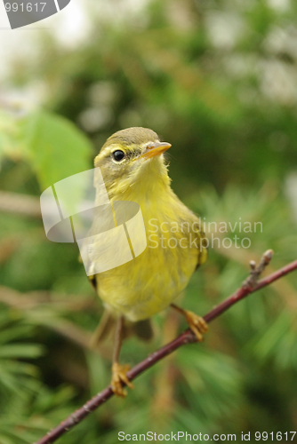 Image of chiffchaff 