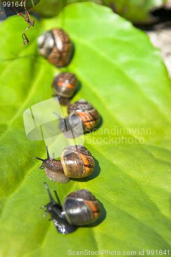 Image of Caravan of snails