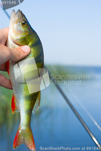 Image of perch