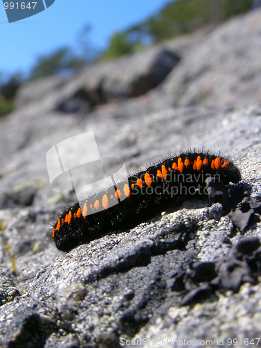 Image of Parnassius apollo