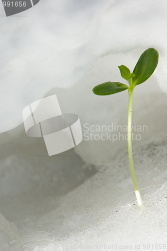 Image of Green sprout on snow 