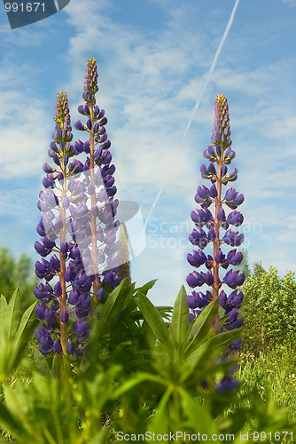 Image of lupine 