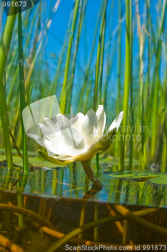 Image of how   the water-lily grow