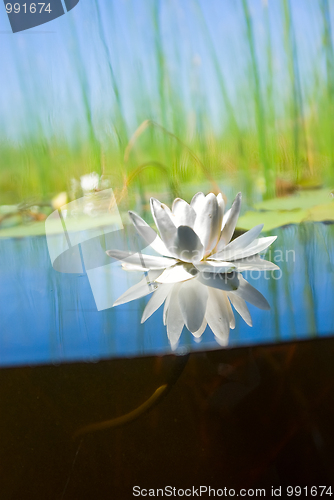 Image of how   the water-lily grow
