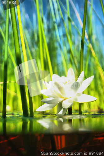 Image of how   the water-lily grow