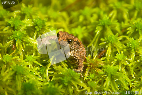 Image of young toad look