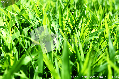 Image of Fresh green grass