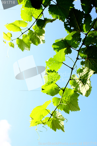 Image of leaves and sunny sky