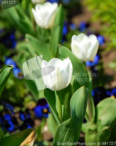 Image of White tulips