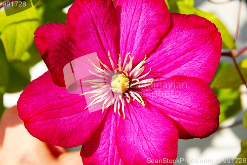 Image of Pink clematis flower