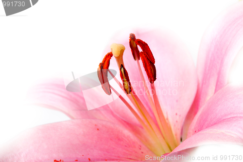 Image of Pink Lilies