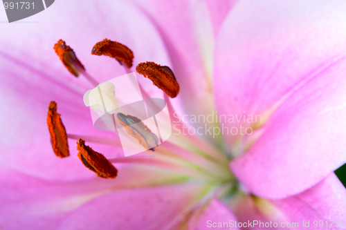 Image of Pink Lilies