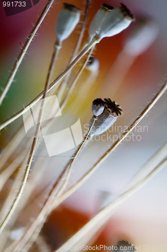 Image of Dry poppy pods