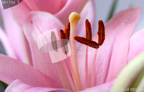Image of Pink Lilies