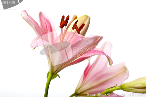 Image of Pink Lilies