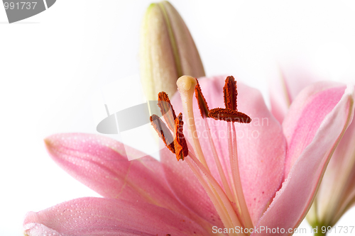 Image of Pink Lilies with dew drops