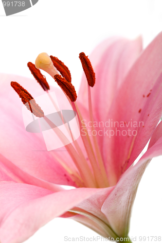 Image of Pink Lilies