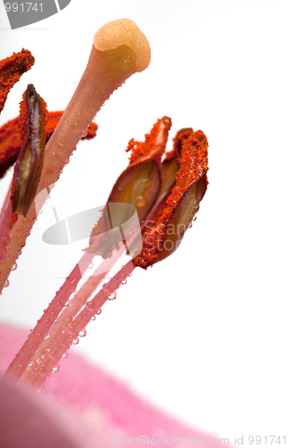 Image of Pink Lilies with dew drops