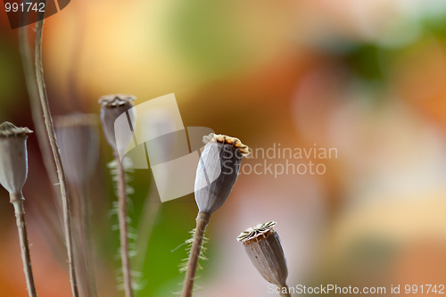 Image of Dry poppy pods