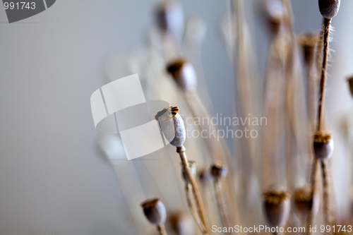 Image of Dry poppy pods