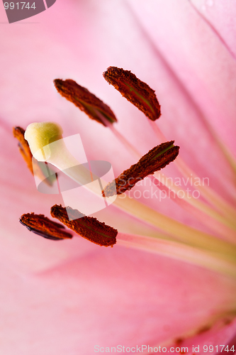 Image of Pink Lilies