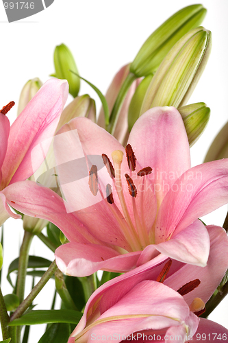 Image of Pink Lilies with dew drops