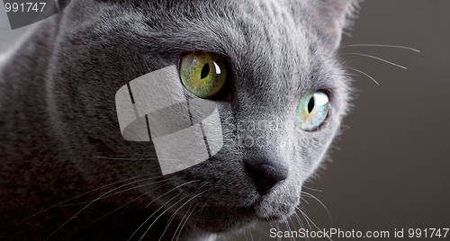 Image of Russian Blue Cat