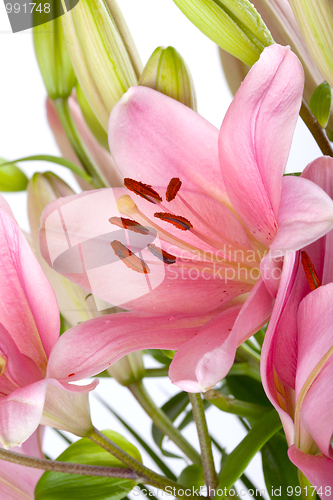 Image of Pink Lilies with dew drops