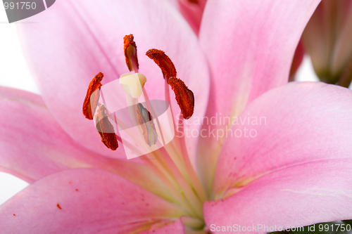 Image of Pink Lilies