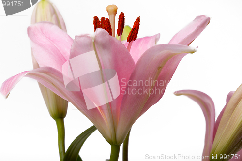 Image of Pink Lilies