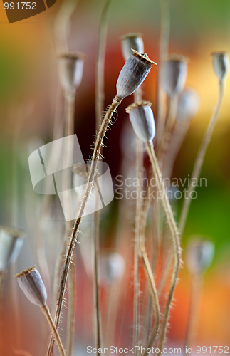 Image of Dry poppy pods