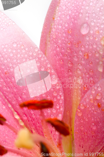 Image of Pink Lilies with dew drops