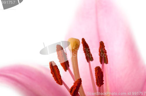 Image of Pink Lilies