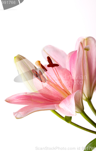 Image of Pink Lilies