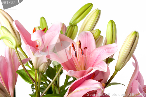 Image of Pink Lilies