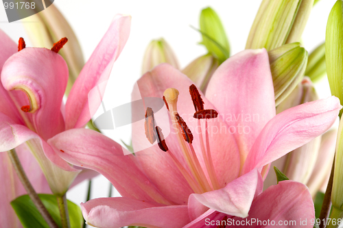 Image of Pink Lilies